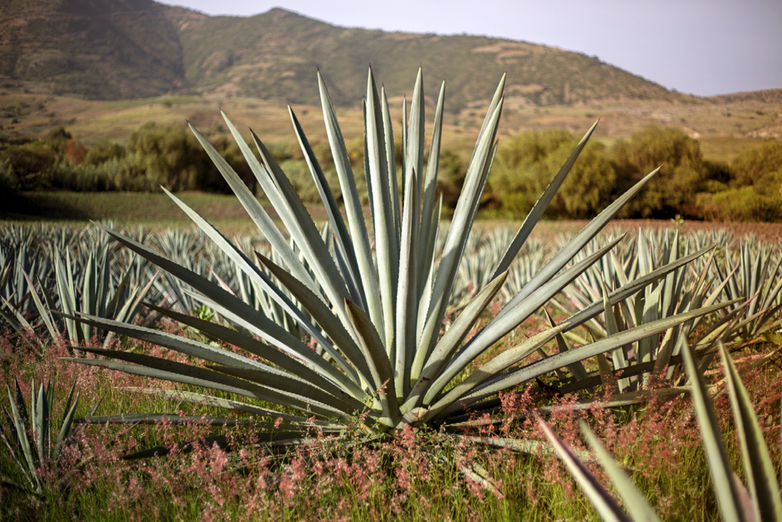 Knowledge Protects the Future of Agave