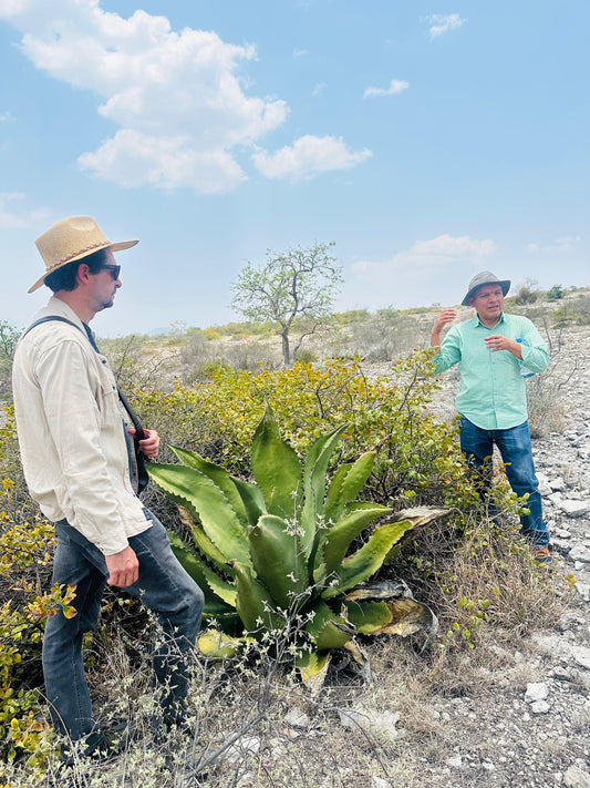 The Biodiversity of Agave / La biodiversidad del agave